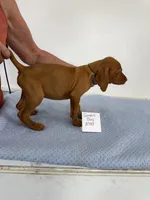 Green boy, a male Vizsla for sale in Hillsboro, OH – 4 of 8