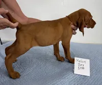 Melon Boy, a male Vizsla for sale in Hillsboro, OH – 8 of 8