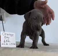 Orange boy 652, a male Weimaraner for sale in Hillsboro, OH – Photo 4 of 8