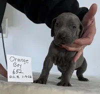 Orange boy 652, a male Weimaraner for sale in Hillsboro, OH – Photo 2 of 8
