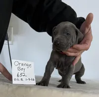 Orange boy 652, a male Weimaraner for sale in Hillsboro, OH – Photo 5 of 8