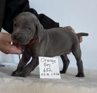 Orange boy 652, a male Weimaraner for sale in Hillsboro, OH – Photo 6 of 8