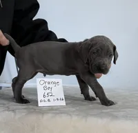 Orange boy 652, a male Weimaraner for sale in Hillsboro, OH – Photo 8 of 8