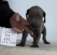 Orange boy 652, a male Weimaraner for sale in Hillsboro, OH – Photo 3 of 8