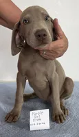 Purple girl 5704, a male Weimaraner for sale in Hillsboro, OH – 1 of 6