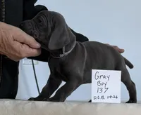 Gray boy 137, a male Weimaraner for sale in Hillsboro, OH – Photo 6 of 6