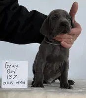 Gray boy 137, a male Weimaraner for sale in Hillsboro, OH – Photo 2 of 6