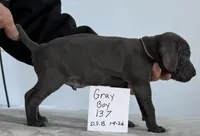Gray boy 137, a male Weimaraner for sale in Hillsboro, OH – Photo 5 of 6