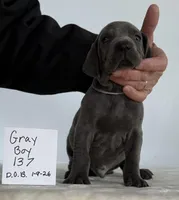 Gray boy 137, a male Weimaraner for sale in Hillsboro, OH – Photo 3 of 6