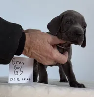 Gray boy 137, a male Weimaraner for sale in Hillsboro, OH – Photo 4 of 6