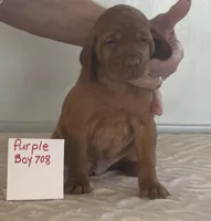 Purple boy 708, a female Vizsla for sale in Hillsboro, OH – 1 of 7