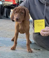 Brown boy, a male Vizsla for sale in Hillsboro, OH – 3 of 6