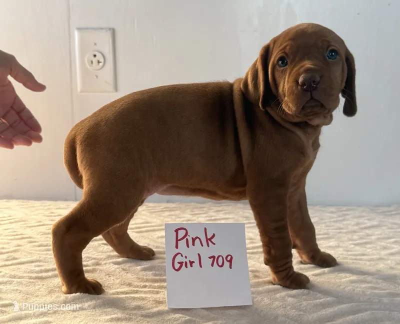 Pink girl 709 – Vizsla puppy for sale in Hillsboro, OH