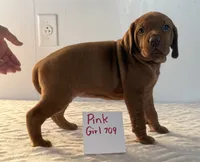 Pink girl 709, a female Vizsla for sale in Hillsboro, OH – 1 of 6