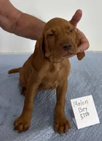 Melon Boy, a male Vizsla for sale in Hillsboro, OH – 4 of 8