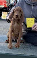 Melon Boy, a male Vizsla for sale in Hillsboro, OH – 3 of 5
