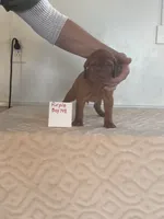 Purple boy 708, a female Vizsla for sale in Hillsboro, OH – 6 of 7