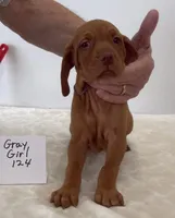 Gray girl 124, a female Vizsla for sale in Hillsboro, OH – 3 of 8