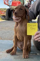 Brown boy, a male Vizsla for sale in Hillsboro, OH – 2 of 6
