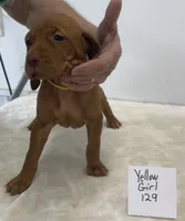 Yellow girl 129, a female Vizsla for sale in Hillsboro, OH – 5 of 9