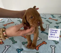 Red 7759, a female Vizsla for sale in Hillsboro, OH – Photo 3 of 8