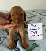 Red 7759, a female Vizsla for sale in Hillsboro, OH – Photo 1 of 8