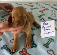 Red 7759, a female Vizsla for sale in Hillsboro, OH – Photo 7 of 8