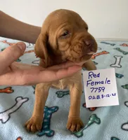 Red 7759, a female Vizsla for sale in Hillsboro, OH – Photo 6 of 8