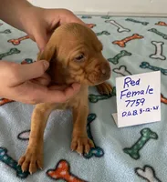 Red 7759, a female Vizsla for sale in Hillsboro, OH – Photo 2 of 8