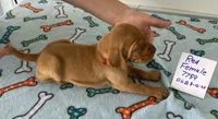 Red 7759, a female Vizsla for sale in Hillsboro, OH – Photo 4 of 8