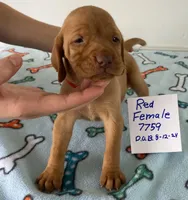 Red 7759, a female Vizsla for sale in Hillsboro, OH – Photo 8 of 8