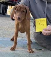 Brown boy, a male Vizsla for sale in Hillsboro, OH – 1 of 6