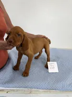Green boy, a male Vizsla for sale in Hillsboro, OH – 8 of 8