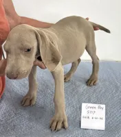 Green boy, a male Weimaraner for sale in Hillsboro, OH – 7 of 7