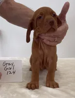 Gray girl 124, a female Vizsla for sale in Hillsboro, OH – 8 of 8