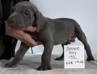 Brown boy 132, a male Weimaraner for sale in Hillsboro, OH – Photo 4 of 5