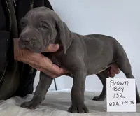 Brown boy 132, a male Weimaraner for sale in Hillsboro, OH – Photo 3 of 5