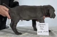 Brown boy 132, a male Weimaraner for sale in Hillsboro, OH – Photo 5 of 5