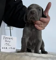 Brown boy 132, a male Weimaraner for sale in Hillsboro, OH – Photo 2 of 5