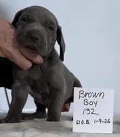 Brown boy 132, a male Weimaraner for sale in Hillsboro, OH – Photo 1 of 5