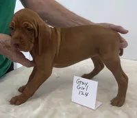 Gray girl 124, a female Vizsla for sale in Hillsboro, OH – 6 of 8