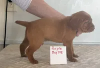 Purple boy 708, a female Vizsla for sale in Hillsboro, OH – 3 of 7