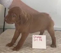 Orange girl 706, a female Vizsla for sale in Hillsboro, OH – 2 of 5