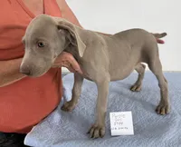 Purple girl 5704, a male Weimaraner for sale in Hillsboro, OH – 4 of 6