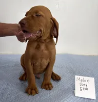 Melon Boy, a male Vizsla for sale in Hillsboro, OH – 6 of 8