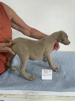 Green boy, a male Weimaraner for sale in Hillsboro, OH – 6 of 7