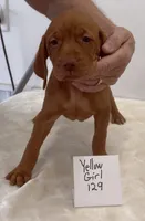 Yellow girl 129, a female Vizsla for sale in Hillsboro, OH – 6 of 9