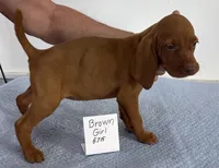 Brown girl, a female Vizsla for sale in Hillsboro, OH – 4 of 6