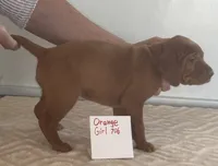 Orange girl 706, a female Vizsla for sale in Hillsboro, OH – 3 of 5