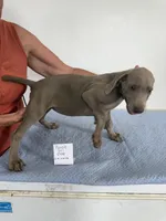 Purple girl 5704, a male Weimaraner for sale in Hillsboro, OH – 3 of 6